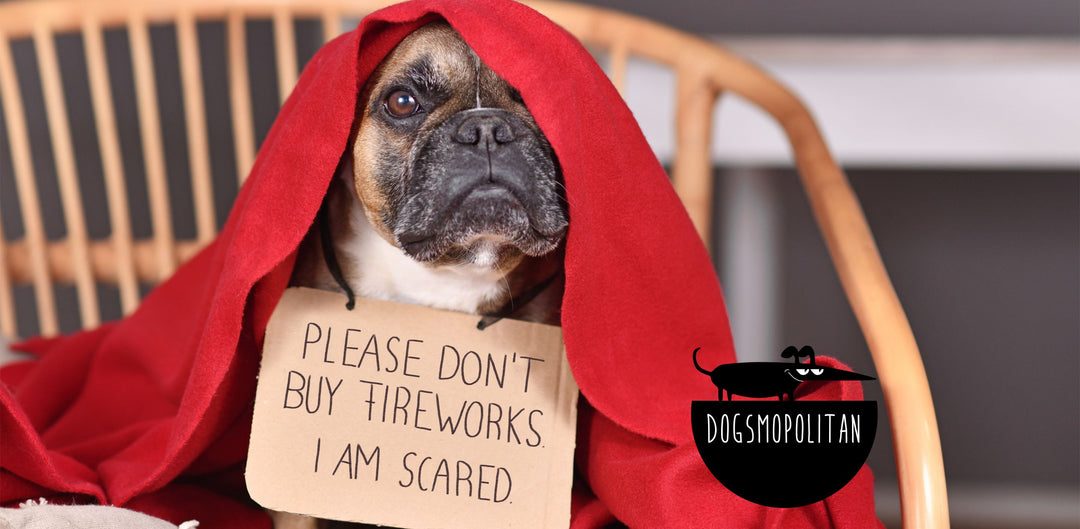 Honden en katten op oudejaarsavond: last-minute tips om de angst voor vuurwerk tegen te gaan