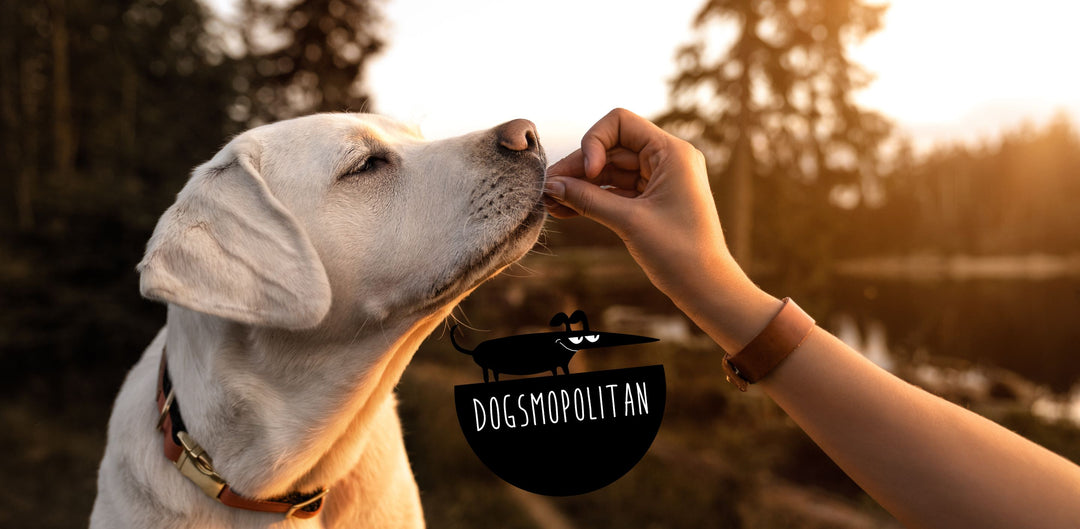 What to do if your dog does not tolerate the food?