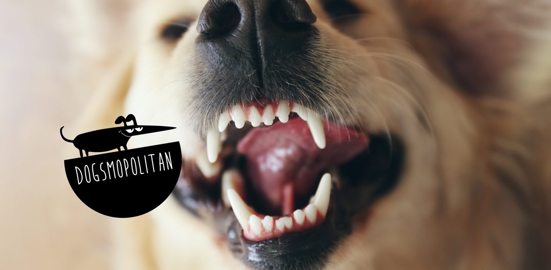 Pourquoi les soins dentaires sont si importants pour les chiens