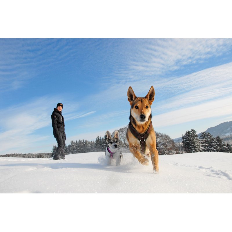 AnnyX dog harness fun grey-ice blue