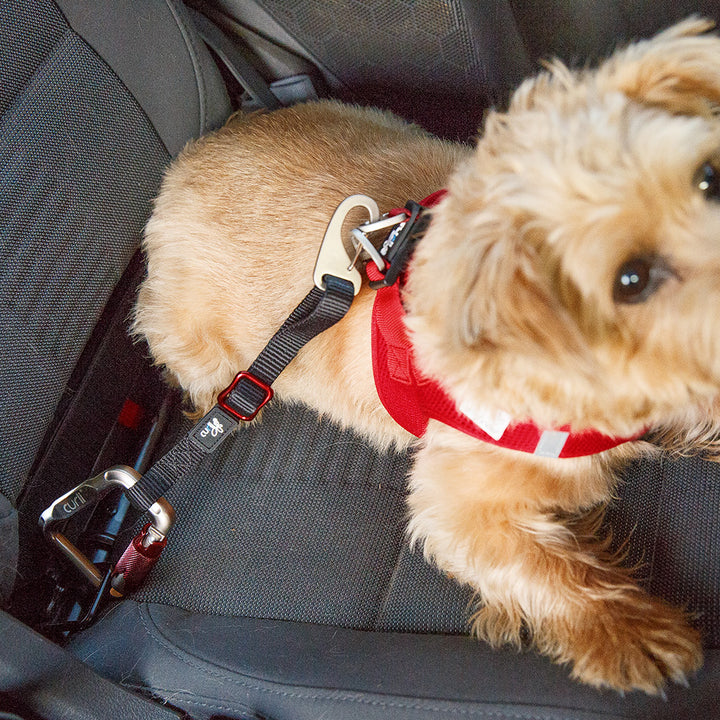 Car safety belt