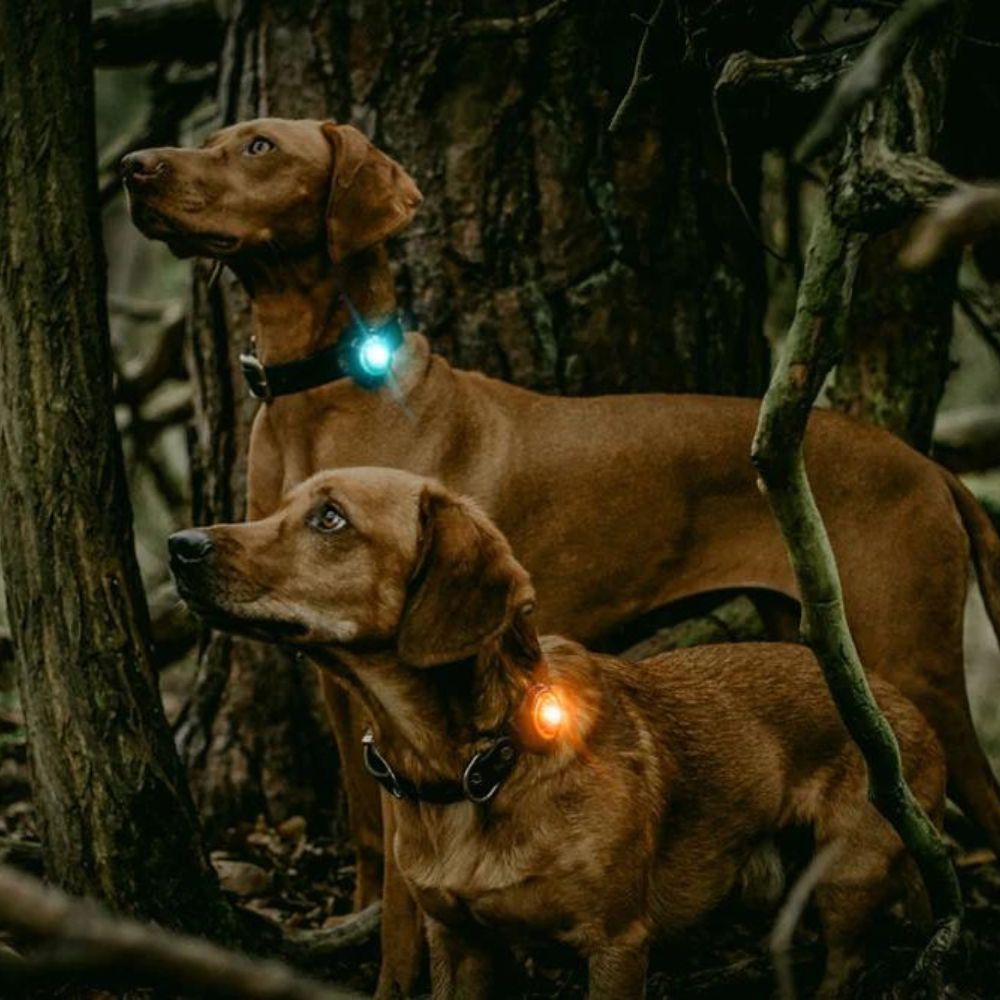 Orbiloc Safety Light - Het veiligheidslicht voor hond en baasje