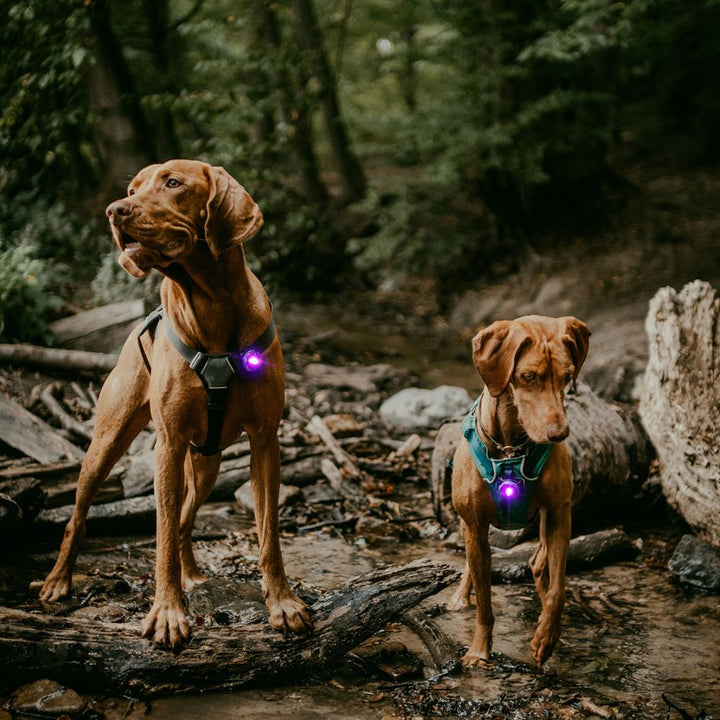 Orbiloc Safety Light - La luce di sicurezza per cani e padroni