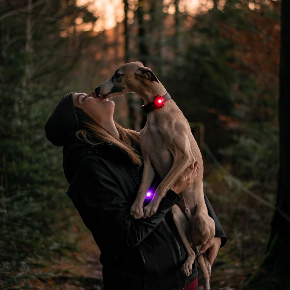 Orbiloc Safety Light - The safety light for dog and owner