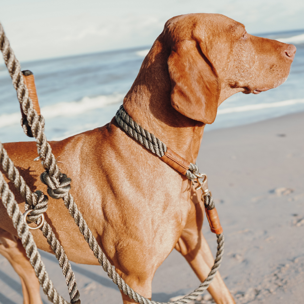 ZEELAND DOG rope collar * CICI´S Summer PINK *