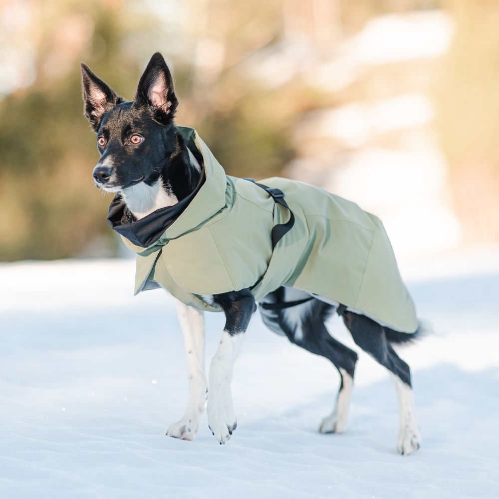 Veste d'hiver pour chien hautement réfléchissante verte
