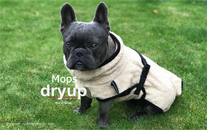 Dog bathrobe for Bully, Pug and Co.