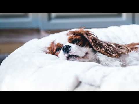 Produktvideo vom orthopädischem Hundebett HYGGEBED