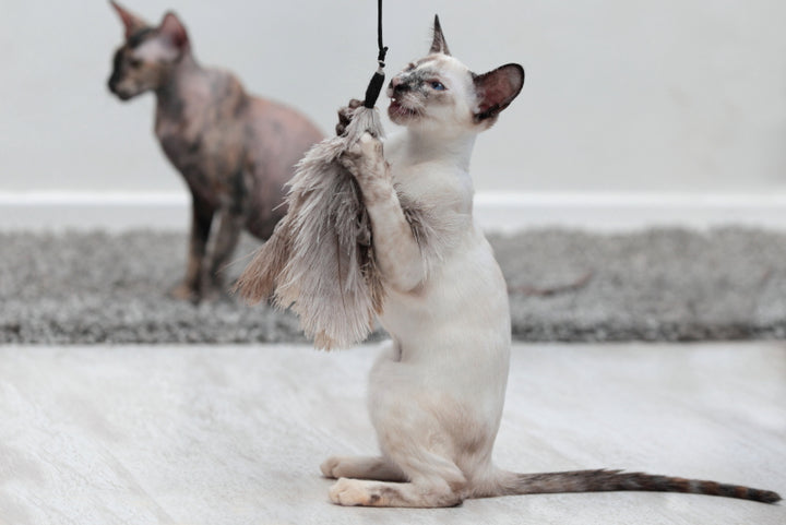 Canna da pesca per gatti - Canna da pesca con piume di struzzo Swing