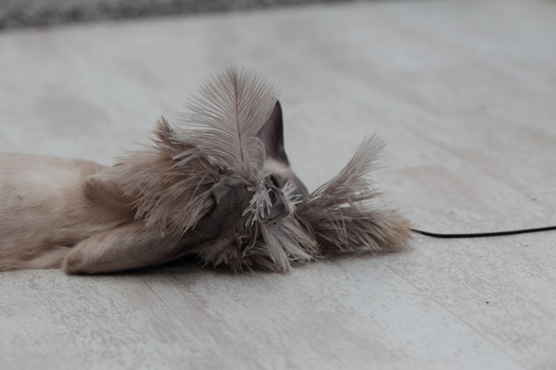 Cat Angel - Balançoire ange en plumes d'autruche