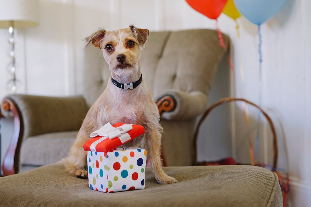 Regalo di compleanno per cani * indispensabile per un compleanno *